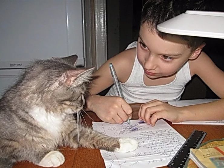 делаем домашнюю работу с кошкой